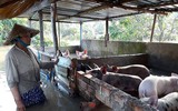 Ngập lụt tại TP Cần Thơ: Người dân khóc 