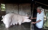 Ngập lụt tại TP Cần Thơ: Người dân khóc 