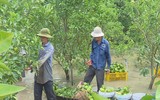 Ngập lụt tại TP Cần Thơ: Người dân khóc 