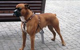 Những giống chó hung hãn và nguy hiểm nhất thế giới