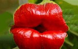 Nổi da gà với các loài thực vật 