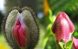 Nổi da gà với các loài thực vật 