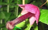 Nổi da gà với các loài thực vật 