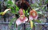 Nổi da gà với các loài thực vật 