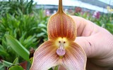 Nổi da gà với các loài thực vật 