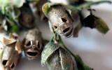 Nổi da gà với các loài thực vật 