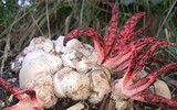 Nổi da gà với các loài thực vật 