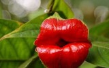 Nổi da gà với các loài thực vật 