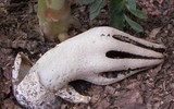 Nổi da gà với các loài thực vật 