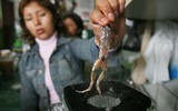 [Ảnh] Những món đặc sản kỳ lạ bậc nhất thế giới