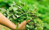 8 loại rau mà bà bầu phải kiêng ăn vì có hại cho thai nhi