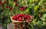 Muốn có giấc ngủ ngon, xin đừng bỏ qua những loại thực phẩm quen thuộc này