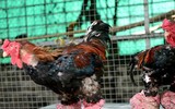 Độc đáo thú chơi Gà Đông Tảo mới: Chân gà ngâm rượu