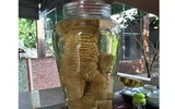 Độc đáo thú chơi Gà Đông Tảo mới: Chân gà ngâm rượu