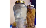Độc đáo thú chơi Gà Đông Tảo mới: Chân gà ngâm rượu