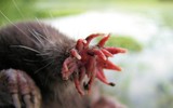 [Ảnh] Kỳ thú những loài động vật lạ nhất hành tinh