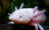[Ảnh] Kỳ thú những loài động vật lạ nhất hành tinh