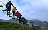 [ẢNH] Hút mắt những đồi chè xanh, đẹp như bích họa