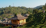 [ẢNH] Hút mắt những đồi chè xanh, đẹp như bích họa