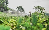 [ẢNH] Hút mắt những đồi chè xanh, đẹp như bích họa