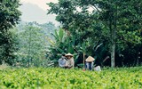 [ẢNH] Hút mắt những đồi chè xanh, đẹp như bích họa