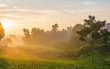 [ẢNH] Hút mắt những đồi chè xanh, đẹp như bích họa