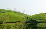 [ẢNH] Hút mắt những đồi chè xanh, đẹp như bích họa