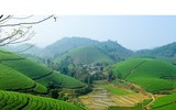 [ẢNH] Hút mắt những đồi chè xanh, đẹp như bích họa