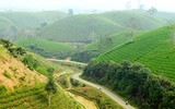 [ẢNH] Hút mắt những đồi chè xanh, đẹp như bích họa