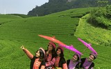 [ẢNH] Hút mắt những đồi chè xanh, đẹp như bích họa