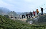 [ẢNH] Hút mắt những đồi chè xanh, đẹp như bích họa