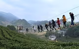 [ẢNH] Hút mắt những đồi chè xanh, đẹp như bích họa