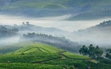 [ẢNH] Hút mắt những đồi chè xanh, đẹp như bích họa