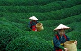 [ẢNH] Hút mắt những đồi chè xanh, đẹp như bích họa