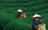 [ẢNH] Hút mắt những đồi chè xanh, đẹp như bích họa