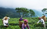 [ẢNH] Hút mắt những đồi chè xanh, đẹp như bích họa