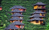 [ẢNH] Hút mắt những đồi chè xanh, đẹp như bích họa