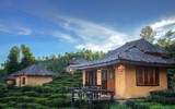 [ẢNH] Hút mắt những đồi chè xanh, đẹp như bích họa