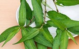 Những thực phẩm mẹ bầu 
