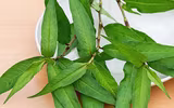 Những thực phẩm mẹ bầu 