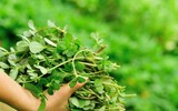 Những thực phẩm mẹ bầu 