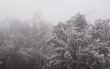 [ẢNH]: Ghé thăm những 