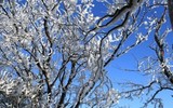 [ẢNH]: Ghé thăm những 