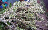 [ẢNH]: Ghé thăm những 