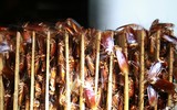 Mục sở thị các trại nuôi hàng tỷ con gián bằng thức ăn thừa ở Trung Quốc