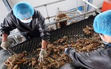 Mục sở thị các trại nuôi hàng tỷ con gián bằng thức ăn thừa ở Trung Quốc