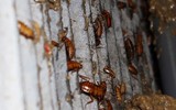 Mục sở thị các trại nuôi hàng tỷ con gián bằng thức ăn thừa ở Trung Quốc