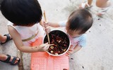 Mục sở thị các trại nuôi hàng tỷ con gián bằng thức ăn thừa ở Trung Quốc