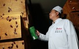 Mục sở thị các trại nuôi hàng tỷ con gián bằng thức ăn thừa ở Trung Quốc