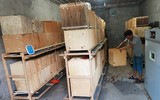 Mục sở thị các trại nuôi hàng tỷ con gián bằng thức ăn thừa ở Trung Quốc